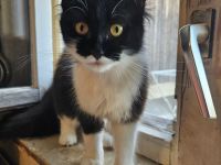 Maincoon Mix weibchen