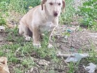 Notfallabgabe Bruno Welpe