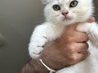 BKH Kitten Kater weiß