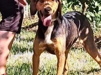 Hündin Hanni / kastriert / derzeit noch in Griechenland