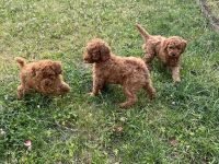 Liebevolle Kleinpudel Welpen suchen ein neues Zuhause