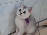 Hallo ich verkaufe meine BKH Kitte