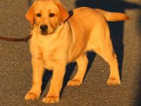 Labrador Hündin 4 Monate alt