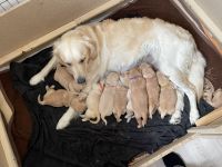 Golden Retriever Welpen