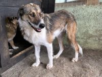 Elsa, gutmütig und zurückhalten