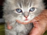 British kurz-lang harr königliches blaues Blut Wien