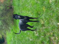 Deutscher Schäferhund mischling