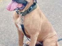 Große Hündin 3 Jahre Cane Corso