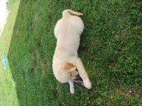 Reinrassige Golden Retriever Welpen mit Papieren