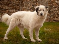 Bildschöner Boje sucht dringend einen neuen Platz!