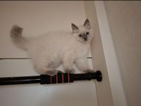 Ragdoll Kitten 13 Wochen