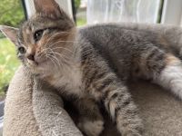 Kitten abzugeben M/W