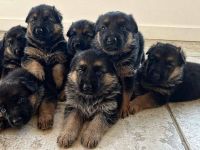 Deutsche Schäferhundwelpen aus Deutschland