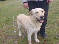 Aufgeschlossener Pinkman sucht Familienanschluss