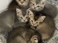 Britisch Kurzhaar Kätzchen