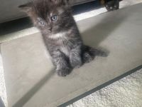 EKH Kitten Junge & Mädchen