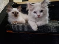 Ragdollkitten