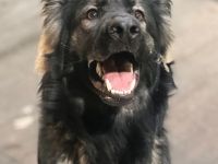 Altdeutscher Schäferhund Rüde 12 Monate alt sucht neues zuhause sv Papiere vorhanden