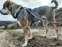 Anhänglicher Labrador-Weimaraner-Mischling sucht seinen Menschen