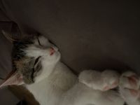 Katzen Kitten Verkauf