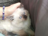 Siam mix BkH Katzen