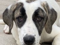 Antoya, Adele, Alfons, Arthur, Aron, Arco geb. ca. 02/2024, leben in GRIECHENLAND