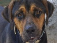 Boris, geb. ca. 06/2019, lebt in GRIECHENLAND, auf einer privaten Pflegestelle