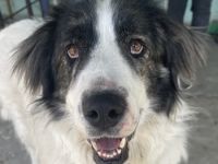 Rudolf, geb. ca. 01/2023, lebt in GRIECHENLAND, auf einer privaten Pflegestelle