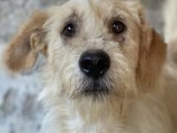 Harry, geb. ca. 05/2022, lebt in GRIECHENLAND, auf einer privaten Pflegestelle