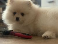 Pomeranian zwergspitz 3 monate FCI
