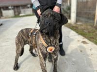 Befreist du ABU aus der Hundehölle?