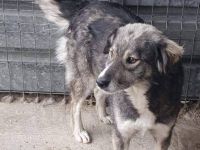 Freundliche Hündin sucht nach ihren Herzensmenschen