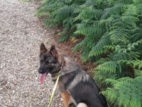 Süße Schäferhündin sucht neues Zuhause