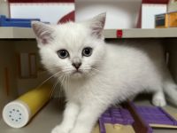 Britisch kurzhaar Kitten Katzen