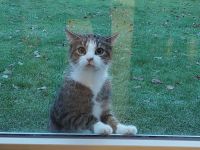 Sehr verschmuster Kater (9 JAHRE)sucht Lieblingsmenschen