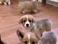 Welsh Corgi Pembroke