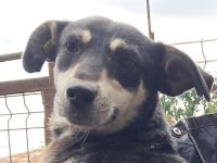 RONI  ca. 3 1/2-jährige, skeptische Hündin, ca. 47 cm, braucht etwas Zeit zum Auftauen