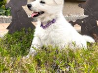 Welpen Weißer Schweizer Schäferhund Rüde, Hündin