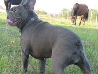 Französische Bulldogge Blaue mit Ahnentafel.