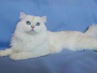 BLH Deckkater silver shell mit Stammbaum