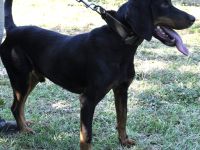 Rüde Günni / kastriert / derzeit in Griechenland