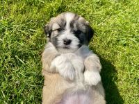 Coton de Tuléar / Havaneser Welpen