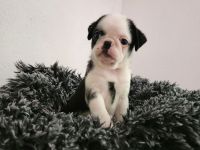 Mopswelpen abgabebereit