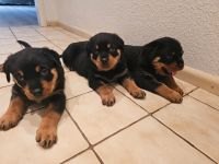 4 Wunderschöne Rottweiler Welpen