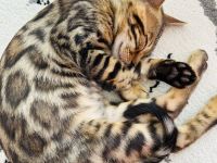 Reinrassige Bengal Kitte