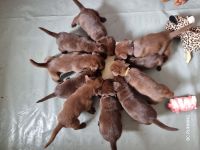 Wunderschöne Aussiedor Welpen aus liebevoller Aufzucht