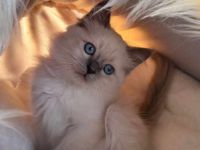 Heilige Birma Kitten