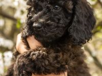 Super erzogene Zwergpudel Welpen suchen ihr Zuhause