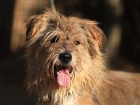 Boomer - sucht erfahrene Hütehund-Menschen