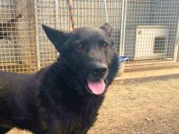 Elvis - sucht ein Zuhause als Prinz